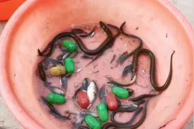 大黄鳝吃小黄鳝，未来的斤货没有了#今天的收获 #记录真实生活视频封面