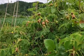 野山刺玫可食用入药做香水#户外 #山刺玫 #草药 #野生植物 #野果视频封面
