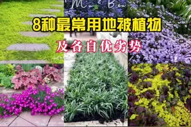 8种最常用的地被植物及各自优劣势～ #地被植物 #花卉绿植视频封面