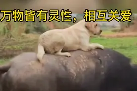 #创作灵感 万万没想到狗和牛也能够和睦友好成为一家人，这还真让主人省了不少❤️#狗是人类最忠诚的朋友 #萌宠 #传递正能量 @抖音短视频 