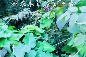 女青，今叫萝藦，羊婆奶，《神农本草经》记载：味辛，平，有毒。主蛊毒，逐邪恶气，杀鬼，温疟，辟不祥。一名雀瓢。蛇衔根也。生朱崖。八月采，阴干。在漯河市老桥河北岸有数棵。希望它一直在那里，不被铲除。#大自然的馈赠 #神农本草经 #中药 #中医 视频封面