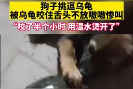 狗子挑逗乌龟被乌龟咬住舌头不放嗷嗷惨叫@DOU+小助手视频封面