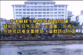 今日大理洱海，鱼儿纷纷跳出水面，呈现鱼跃洱海的景观！#大理视频封面