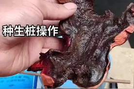 映山红生桩种植#盆景#盆景课堂 #盆景素材视频封面