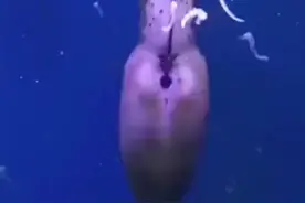 为啥负责生宝宝的是公海马呢？大自然界的另类！#萌宠出道计划 #海马视频封面