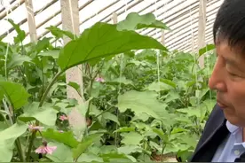 茄子整枝打杈技术