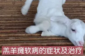 @抖音短视频 #养羊#羊#热门羔羊瘫软的症状及治疗心得，分享给大家，加油！视频封面