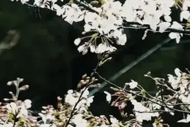 黎黄陂路，阳光洒在屋顶上视频封面