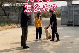 喂零食的时候，狗咬手怎么办？#训犬日常 #拉布拉多 @抖音短视频视频封面