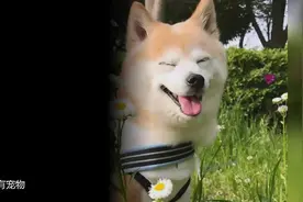 #狗狗狗界脾气最好、最乖的狗，不吵不叫，有你养的吗？#宠物