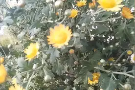 黄菊的药性要足，味道也很正，性寒凉，舒肝气，去火气！视频封面