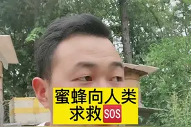 蜜蜂为什么会向人类求救？#蜜蜂养殖 #蜜蜂养殖技术 #养蜂技术分享 视频封面