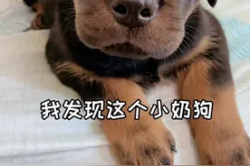 惊！终于知道一坨不会叫的原因了！竟然是这样...#抖音动物图鉴