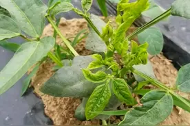 豇豆新叶皱缩，卷叶，可能有这三种情况造成。