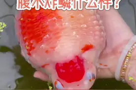 兰寿腹水炸鳞什么样？#兰寿 #养鱼日记 #兰寿金鱼 #金鱼 #鱼儿水中游 #炸鳞 #炸鳞腹水 #养鱼 #鱼