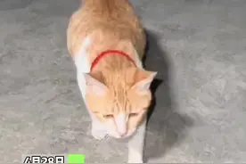 近日#贵州德江 男子三年前捡来的猫咪咬生产时，拉着主人要陪产#猫咪的迷惑行为 #萌宠 #神奇动物在抖音 #记录猫咪日常 视频封面