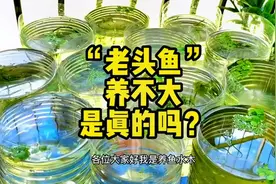 老头鱼养不大是真的吗？这三点原因是关键#孔雀鱼 #老头鱼