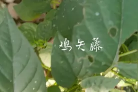 鸡屎藤，中药材名。本品为茜草科植物鸡屎藤的全草及根视频封面