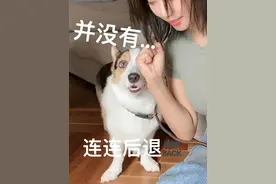 今天是我的译制腔遛狗日常～哦是的！我的威尔士柯基犬可能快要离家出走了～这真是太不可思议了～🤷🏼‍♀️