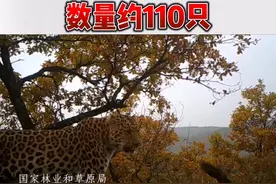 延安发现我国最大华北豹区域种群 ，数量约110只。#华北豹 #延安视频封面