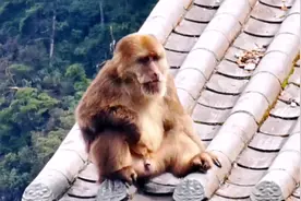别草率划走，掉的面包渣还没有吃完 #猴子们抱团取暖 #峨眉山视频封面
