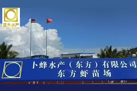 [庆祝]【正大黑虎虾隆重上市】 👉 海南东方苗场独立生产 👉视频封面