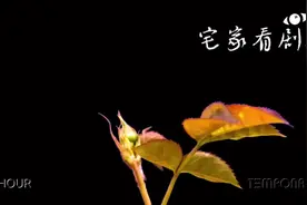 七夕了，4K慢镜头玫瑰花绽放到枯萎过程#情人节视频封面
