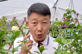 虎头茉莉的修剪方法，分享三个经验，花苞大，花香正，养起来吧！#花卉绿植 #养花#samsung养花匠视频封面
