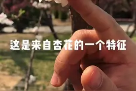 梅花原来不耐寒#dou出新知 #轻知识计划 #美人梅 #杏梅 #梅花 #春天你好 #抖音约你去赏花 #花