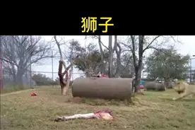 #狮子 狮子进食，今天吃整牛🐮腿  #咀嚼音 视频封面