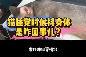 #萌宠 #猫 猫睡觉时抖动身体视频封面