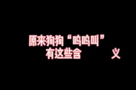 原来狗狗“呜呜叫”有这些含义#狗狗 #傻狗的日常 #养狗的乐趣 #狗狗的日常视频封面
