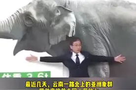 #日媒密集报道云南北迁野象群  主持人见证高科技一脸惊讶！ #云南火了视频封面
