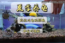 夏季养龟高温对龟的影响和应对措施，你们还有啥高的降温方法没？视频封面