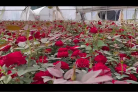 漂亮的玫瑰花苗带花苞盆栽#养花人的乐趣 #花卉绿植 #最美玫瑰花视频封面