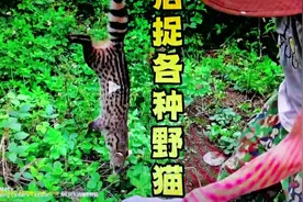 看外国猎人捕捉虎猫灵猫视频视频封面