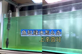 鱼缸水发绿，单纯换水是解决不了问题的，小球藻了解一下视频封面