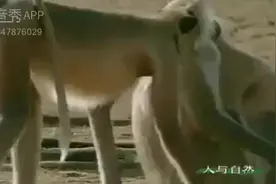 人于自然，神猴，解说：蔺龙生#动物成精 #配音秀作品视频封面
