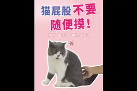猫屁股不要随便摸！咬你没商量！咬人猫行为解析10 #科学养宠攻略视频封面