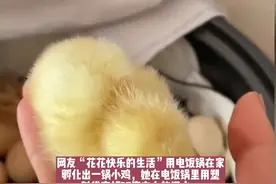 湖北一女子用电饭锅孵出一锅小鸡，孵化专家：需满足这几个条件#传递正能量 #女子 #电饭锅 #女子 视频封面