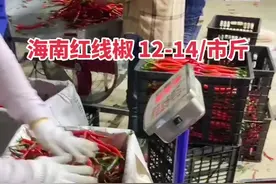 海南线椒 亩产6000斤 欢迎椒友们过来了解，提供好苗与技术指导 #海南果蔬 #抖音小助手我要上热门 #线椒