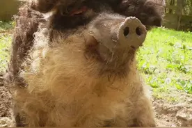 卷毛猪真香#卷毛猪