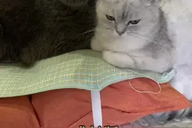 #蓝猫配银渐层 蓝猫和银渐层的宝宝成长版 请查收 马上就要各奔东西了 要一直快乐哟#小奶猫 #用心每一步健康行万里视频封面