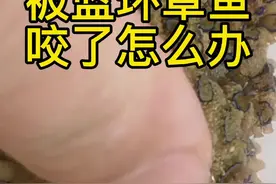 被蓝环章鱼咬了怎么办？#抖音自然 #蓝环章鱼 #抖音动物图鉴 #新月豹纹蛸 #蓝纹章鱼 视频封面