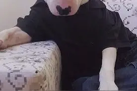 #牛头梗