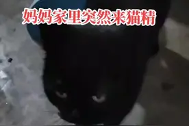 今天去妈妈家，几天没来看到家里突然多一只黑猫，妈妈说前天来的，不知道是谁家的来了也不走了，准备把它赶走，听老一辈人说家里来猫不好，而且还是黑猫，不知道说法真的假的，谁有好主意劝妈妈把猫留下来#猫成精 #有只小猫咪 #流浪猫庇护所 视频封面