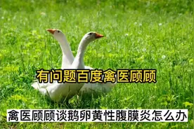 禽医顾顾谈鹅卵黄性腹膜炎怎么办 鹅蛋子瘟用什么 鹅蛋子瘟的症状视频封面