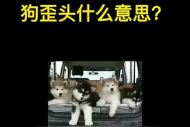 狗歪头什么意思？狗狗的歪头杀含义#科普 #萌宠 #萌宠百科 #汪星人 #宠物生活
