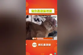#有仇必报狸花猫 好家伙，狸花猫的战斗力这么强的吗？视频封面