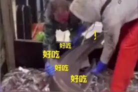 #鲨鱼无意被捕后当场干饭，网友直呼：当之无愧的干饭鱼！视频封面